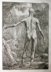 Albinus I, Pl. V: Muskulatur, illustration fra "Tabulae sceleti et musculorum corporis humani", af Bernhard Siegfried Albinus (1697-1770), udgivet af J.undH. Verbeek, bibliop., Leiden, 1740 (gravering